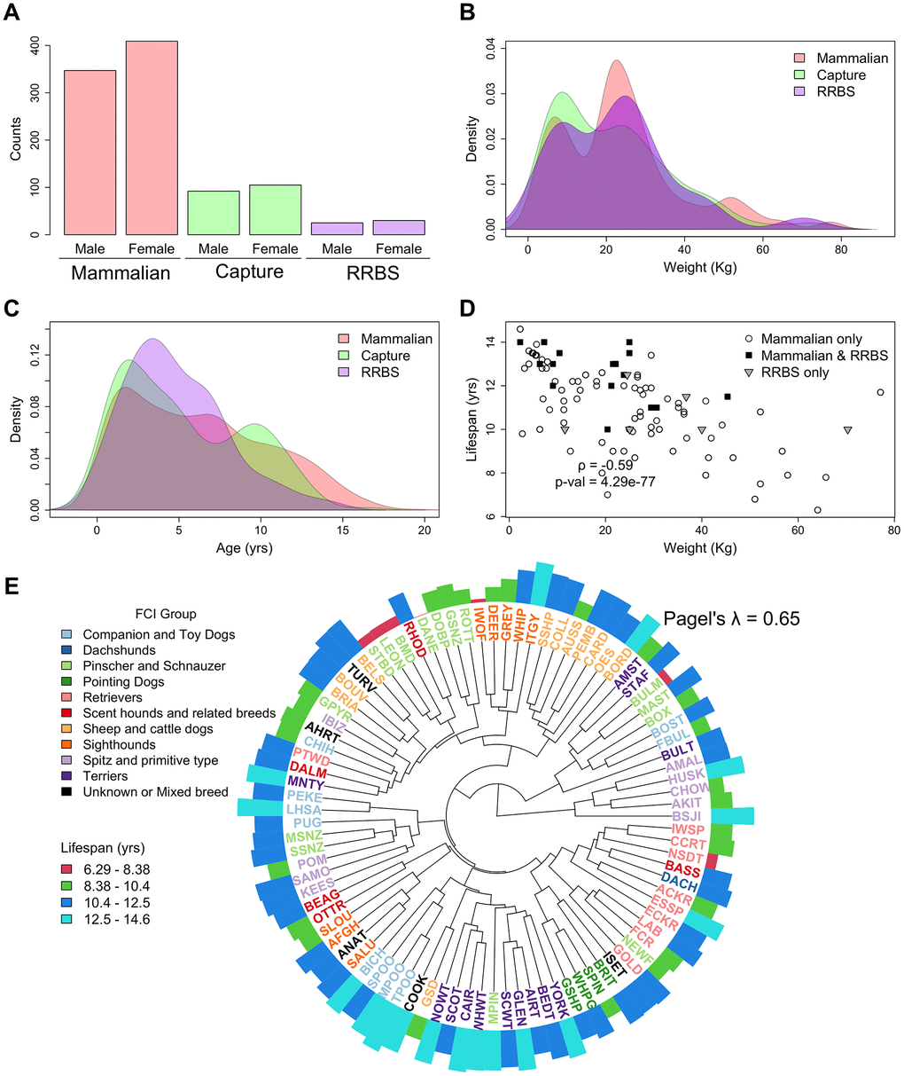 Summary of the relevant phenotypes across the RRBS, mammalian methylation array and capture sequencing datasets. (A–C) Distribution of sex, weight, and age in the three datasets. (D) Correlation between lifespan and weight in all breeds represented in the three studies. Capture sequencing contained a subset of the breeds represented in the mammalian methylation array. (E) Canonical phylogeny of the breeds represented in all three studies [20]. The length of the outer ring bars is proportional to lifespan and colored according to a binning of the lifespan distribution in equal length intervals. The tree tips are colored according to the Fédération Cynologique Internationale [35] (FCI) group and named after the convention in Parker et al. [20].