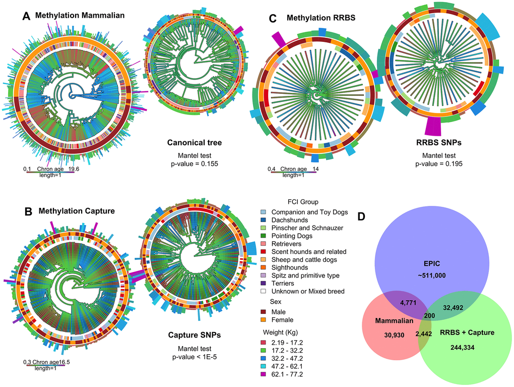 Tree representation of the capture sequencing, mammalian methylation array and RRBS methylation datasets. (A–C) The edges of each tree are colored with a gradient according to the age of each sample. The smaller trees at the top right corner of each panel correspond to genetic distance where age is also represented as a color gradient. The color of the innermost ring of the bigger and smaller trees corresponds to FCI clade, the middle ring corresponds to sex, and the length and color of the outermost bars to weight. (D) Venn diagram depicting the number of intersecting loci between the three studies. This also includes probes from the human EPIC commercial array [37], a methylation array platform commonly used in human studies, which align to the dog genome.