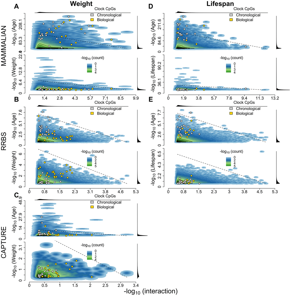 2D density distribution of biological age EWAS p-values. (A–E) The top panel corresponds to the mammalian methylation array, the center panel to the capture sequencing and the bottom panel to the RRBS dataset. The x-axis shows the likelihood improvement of the nested model containing age, the moderator variable and the age-moderator interaction against the model containing only chronological age, both with phylogenetically corrected errors. Panels (A–C) use weight as the moderator variable while (D–E) use lifespan. The top and bottom y-axes in each panel correspond to the p-values for age and for the moderator variable with phylogenetically corrected errors, respectively. The marginal densities of each p-value distribution are plotted in the top and right margins of each plot. The sites that contribute to the penalized regression chronological (gray) and biological age (yellow) clocks are annotated within each plot. The dotted lines correspond to linear combinations of -log p-values corrected for inflation (i.e., median of empirical p-value distribution divided by median of uniform distribution [~0.5]).