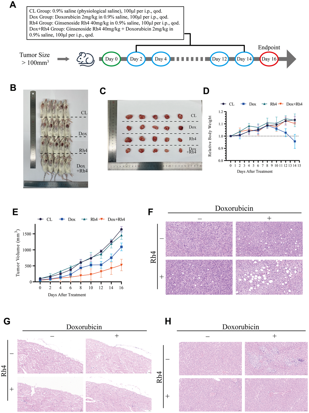 Therapeutic efficacy of doxorubicin combined with ginsenoside Rh4 in vivo. (A) Schematic representation of the treatment schedule for NCG mice, detailing drug administration intervals and evaluation time points. (B) Images of excised tumors at study conclusion, illustrating variance in tumor size among treatment groups. (C) Comparison of resected tumor sizes against a ruler, underscoring the impact of treatment modalities on tumor growth. (D) Line graph depicting the relative body weight changes across treatment groups, noting the absence of significant weight loss in the combination therapy group compared to the doxorubicin group. (E) Tumor volume progression curves for each treatment group, indicating a decelerated growth rate in the combination therapy cohort. (F) Histological analysis of tumor tissue sections stained with H&E, showing pronounced apoptotic and necrotic alterations in the combination therapy group. (G) H&E-stained heart tissue sections, affirming the absence of detrimental effects attributable to ginsenoside Rh4 or the combination therapy. (H) H&E-stained liver tissue sections, revealing no exacerbation of side effects due to ginsenoside Rh4 or the combined treatment.
