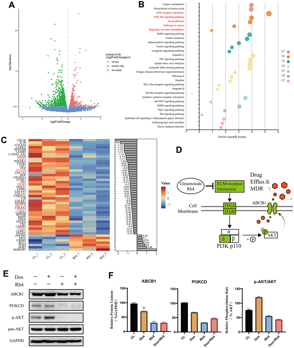 Differential gene expression and pathway analysis influenced by ginsenoside Rh4. (A) Volcano plot visualization of differentially expressed genes (DEGs) between the control (CL) and Rh4-treated groups, highlighting significant gene expression changes. (B) Enrichment results of KEGG pathways for DEGs between CL and Rh4 groups, depicted in various colors to represent different clusters as identified by the KOBAS-i model. (C) Heatmap representation of the regulation of PI3K/AKT pathway-related genes among DEGs between CL and Rh4 groups, illustrating the detailed gene expression modulation within this pathway. (D) Schematic representation of Ginsenoside Rh4’s modulation of ABCB1 expression via the PI3K/AKT pathway, where green denotes suppression of related gene expression. (E) Western blot analysis of ABCB1 and PI3K/AKT pathway-related protein levels, using GAPDH as an internal control. A bar graph shows the relative protein expression levels across the study groups, indicating the impact of Rh4 on these key regulatory proteins.