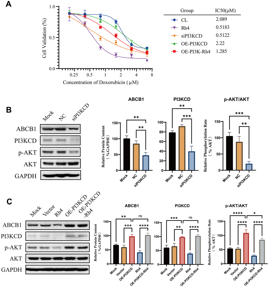 Rescue experiment validation of ginsenoside Rh4 reversing drug resistance via the PI3K/AKT axis. (A) Drug sensitivity curves for MG63/DXR cells to doxorubicin, illustrating the effects of PI3KCD inhibition or overexpression on drug inhibition efficiency. (B) Western blot analysis of ABCB1 and PI3K/AKT pathway-related protein levels upon PI3KCD inhibition, employing GAPDH as an internal standard to ensure consistent quantification across samples. (C) Western blot analysis detailing the levels of ABCB1 and PI3K/AKT pathway-related proteins following PI3KCD overexpression, with GAPDH used as a baseline for normalization.