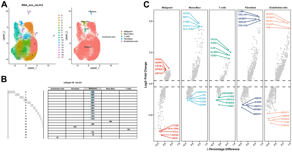 Identification of fibroblast marker genes based on scRNA-seq data. (A) 18 cell populations and 5 cell types visualized by the UMAP algorithm. (B) Amount of cells and attribution of each cell type. (C) Identification of top 5 differential genes for each cell type by FindAllMarkers.