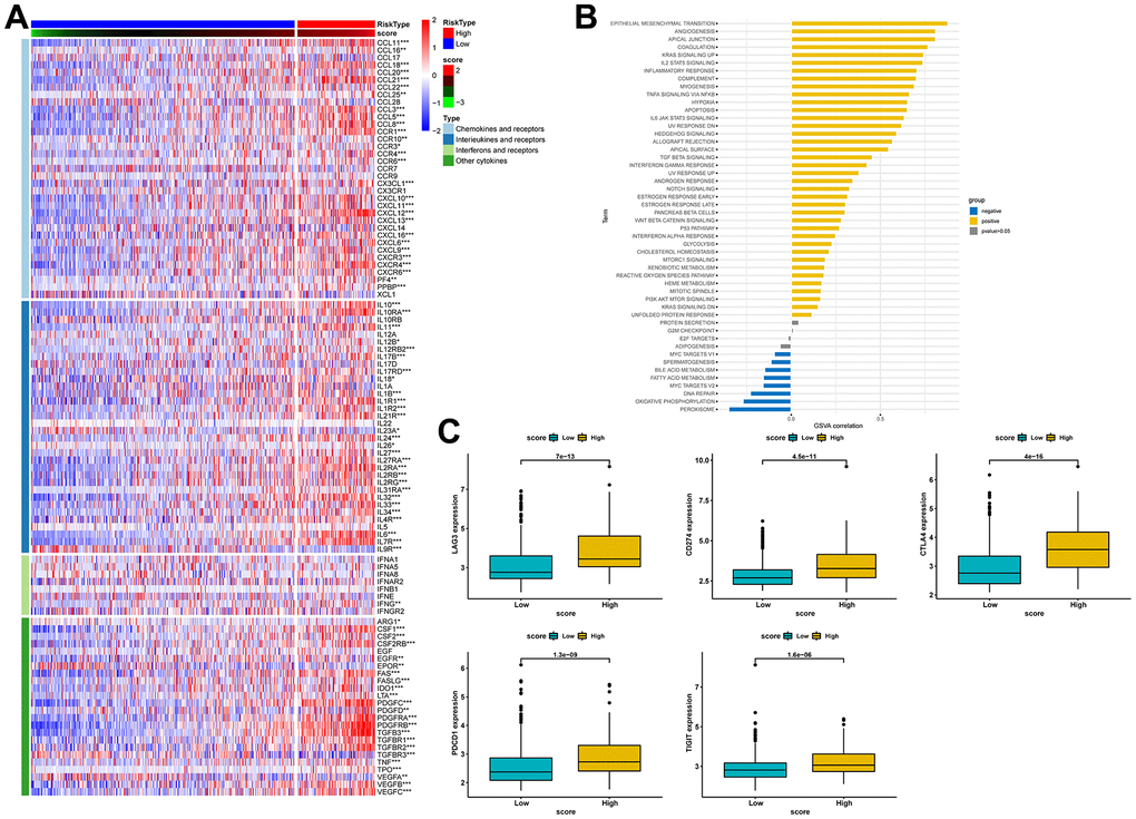 Estimation of the relationship between risk scores and the tumor immune microenvironment. (A) Heat map of cytokine expression in high- and low-score groups. * indicates pB) Correlations between signature score and HALLMARK pathway. (C) Expression analysis of LAG3, CD274, CTLA-4, PDCD1, and TIGIT between high- and low-risk groups.