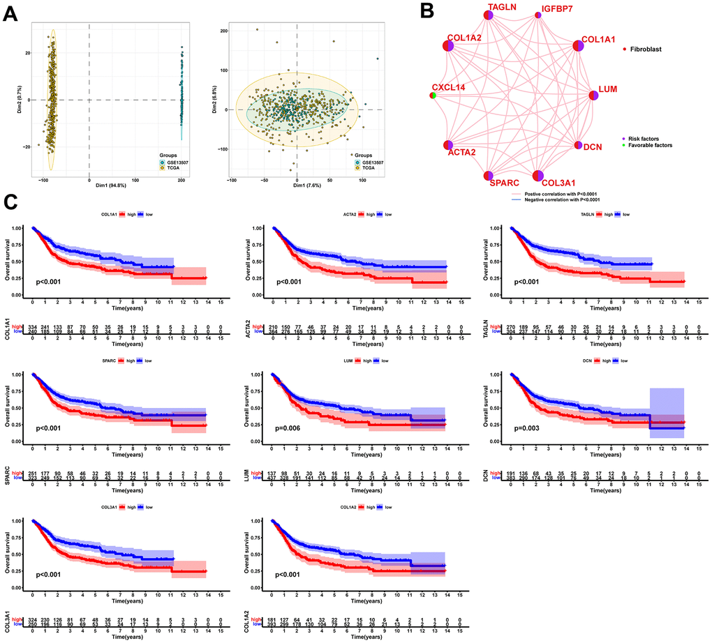 Significant correlation between fibroblast marker genes and prognosis of BLCA patients. (A) PCA plots of the testing set data before and after integration. (B) Correlation analysis and univariate regression analysis between fibroblast marker genes. Lines indicate a correlation between genes and pC) Kaplan-Meier curves for each marker gene with p