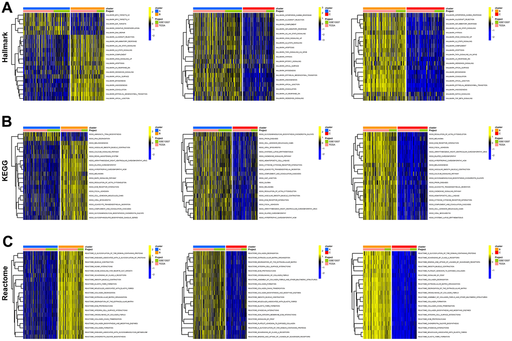 Functional enrichment analysis of fibroblast marker gene subtypes. (A) Enrichment analysis of 3 clusters in the HALLMARK pathway. (B) KEGG pathway. (C) Reactome pathway.