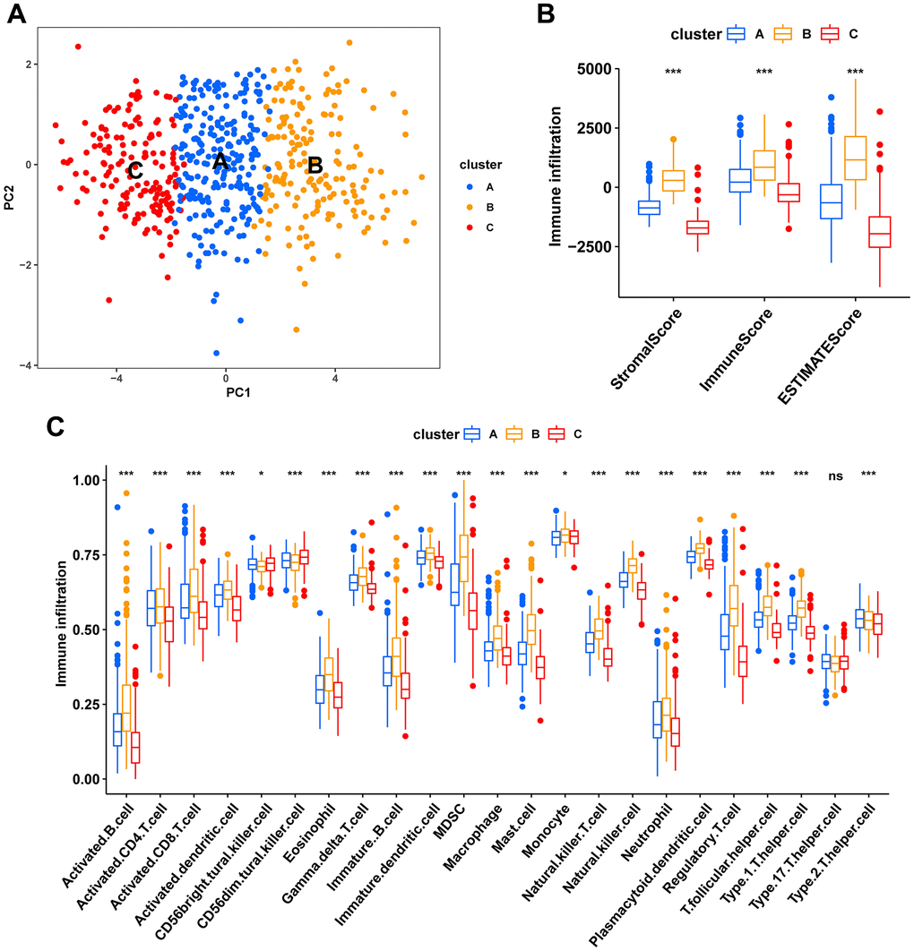 Characteristics of the tumor immune microenvironment in fibroblast marker gene subtypes. (A) PCA plots of the distribution of different subtype samples. (B) Differences in expression levels of stromal, immune, and ESTIMATE scores between clusters A, B, and C. (C) Differences in immune cell infiltration among different fibroblast marker gene subtypes.