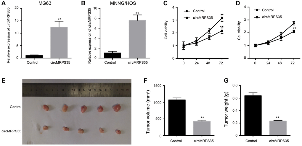 The overexpression of circMRPS35 inhibits cell proliferation of osteosarcoma in vitro and in vivo. (A–D) The MG63 and MNNG/HOS cells were treated with circMRPS35 overexpressing plasmid. (A, B) The expression of circMRPS35 was detected by qPCR. (C, D) The cell viability was measured by CCK-8 assay. (E–G) The tumorigenesis analysis was performed in nude mice injected with MG63 cells treated with circMRPS35 overexpressing plasmid. **P 
