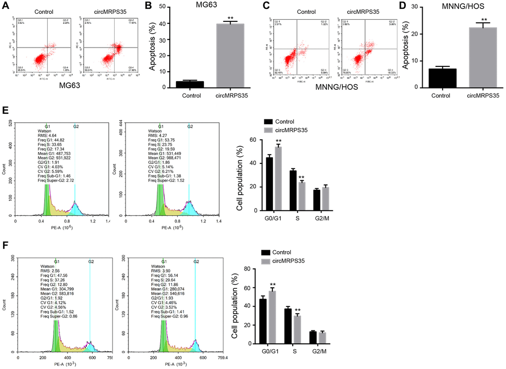 CircMRPS35 contributes to apoptosis and regulates cell cycle of osteosarcoma cells. (A–F) The MG63 and MNNG/HOS cells were treated with circMRPS35 overexpressing plasmid. (A–D) The cell apoptosis was analyzed by flow cytometry analysis. (E, F) The cell cycle was determined by flow cytometry analysis. **P 