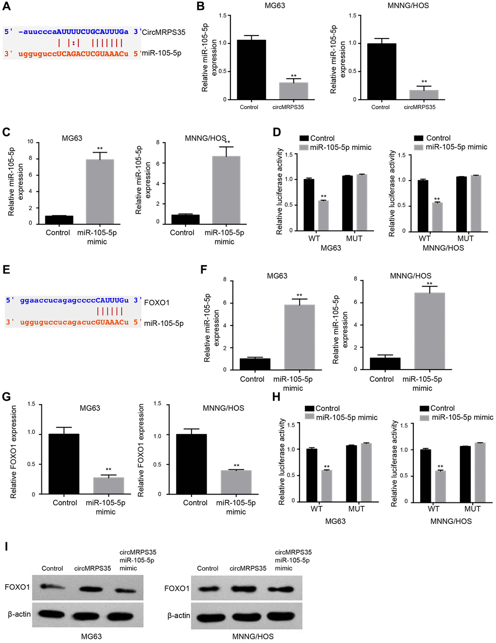 CircMRPS35 serves as a sponge of miR-105-5p to promote FOXO1 expression in osteosarcoma cells. (A) The interaction of circMRPS35 and miR-105-5p was predicted in ENCORI database. (B) The expression of miR-105-5p was measured by qPCR in MG63 and MNNG/HOS cells treated with circMRPS35 overexpressing plasmid. (C, D) The MG63 and MNNG/HOS cells were transfected with miR-105-5p mimic. (C) The expression of miR-105-5p was measured by qPCR. (D) The luciferase activity of circMRPS35 was analyzed by luciferase reporter gene assay. (E) The interaction of FOXO1 and miR-105-5p was predicted in ENCORI database. (F–H) The MG63 and MNNG/HOS cells were transfected with miR-105-5p mimic. (F) The expression of miR-105-5p was measured by qPCR. (G) The expression of FOXO1 was detected by qPCR. (H) The luciferase activity of FOXO1 3’UTR was analyzed by luciferase reporter gene assay. (I) The expression of FOXO1 was detected by Western blot analysis in MG63 and MNNG/HOS cells treated with circMRPS35 overexpressing plasmid and miR-105-5p mimic. **P 