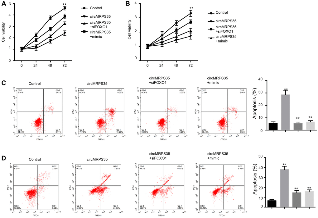 CircMRPS35 regulates viability and apoptosis of osteosarcoma cells by targeting miR-105-5p/FOXO1 axis. (A–D) The MG63 and MNNG/HOS cells were treated with circMRPS35 overexpressing plasmid, or co-treated with circMRPS35 overexpressing plasmid and miR-105-5p mimic or FOXO1 siRNA. (A, B) The cell viability was analyzed by CCK-8 assay. (C, D) The cell apoptosis was measured by flow cytometry analysis. **P 