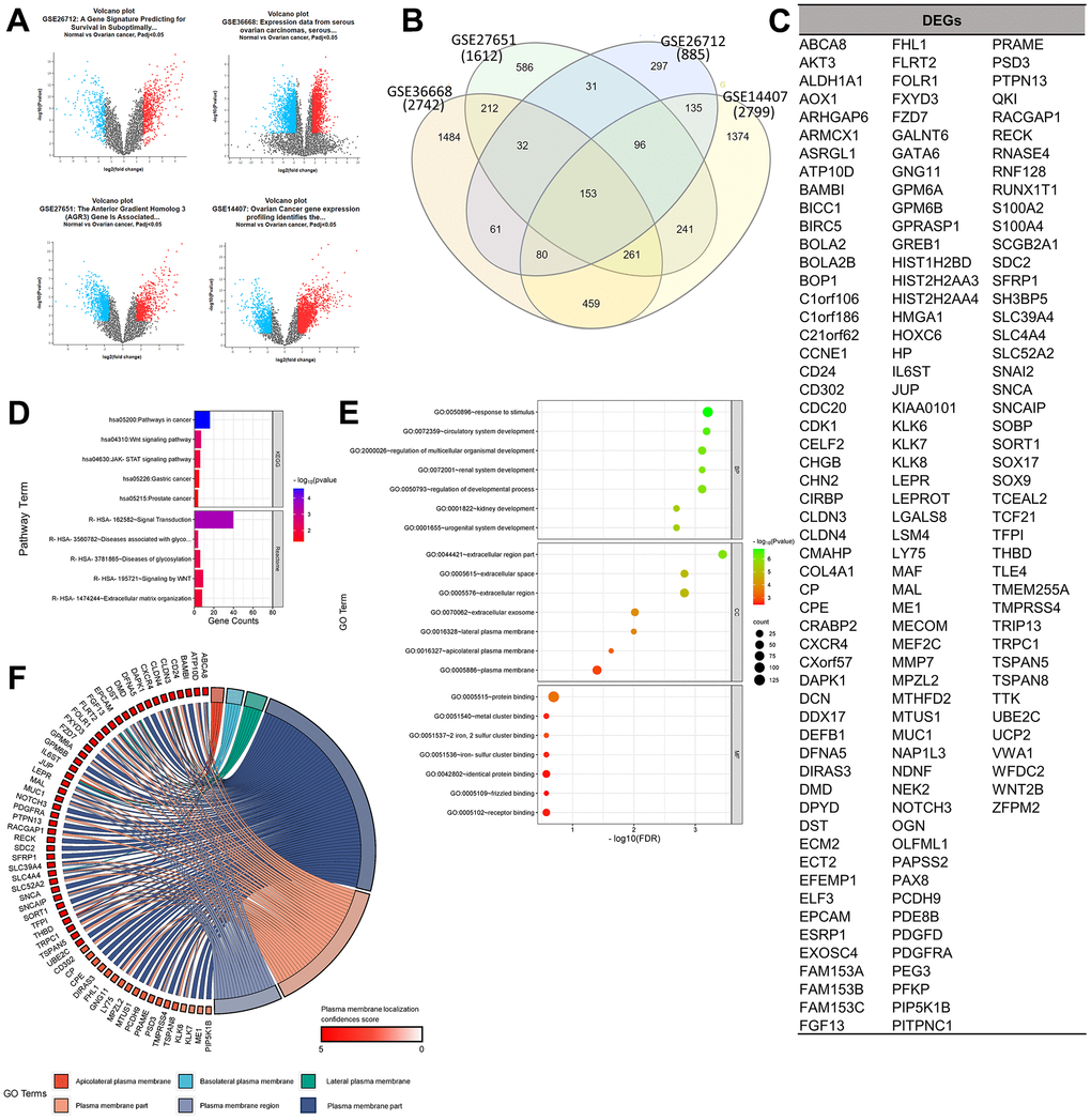 Determination of gene set enrichments (GSEs) and differentially expressed genes (DEGs). (A) Volcano plot of gene distributions in control and ovarian cancer samples. Gray dots represent genes that are not significantly expressed between normal and ovarian cancer cell samples. (B) Venn diagram of overlapping gene between four GSEs from which we obtained 153 DEGs. Also, the highest unique genes are GSE36668, GSE14407, and GSE27651. (C) List of DEGs. (D) Pathway terms related to DEGs, colored by –log10(p-values). (E) Gene ontology terms related to DEGs, colored by –log10 (p-values). (F) Plasma membrane-related genes from six GO terms (p > 0.05) with localization confidence scores. A higher score means a greater probability that the protein will be situated there.