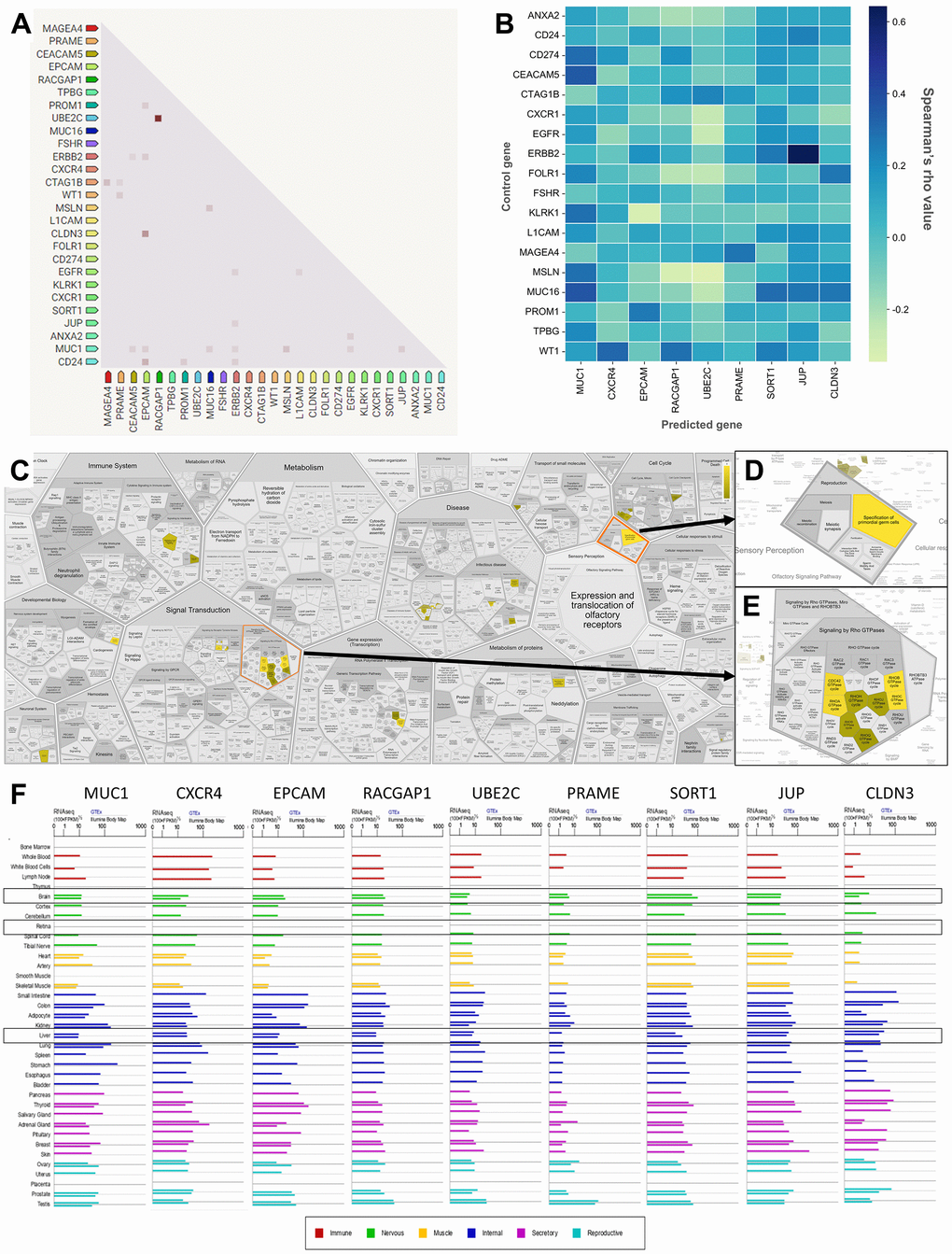 Correlation, co-expression, and pathway analysis of TAAr. (A) Co-expressed genes are colored by a dot; a darker dot means a higher co-expression score. Co-expression score: the higher the score, the higher the probability that co-expression will occur. (B) Spearman’s correlation scores for gene expressions in ovarian cancer (OC), which are comprised of 27 proteins consisting of nine TAAr and 18 control genes. (C) The complete pathway of the Reactome database related to TAAr. This pathway was constructed with the Voronoi tessellation method termed ReacFoam, which provides user-friendly access and visualization. (D) Pathway related to reproduction where the specification of primordial germ cells pathway is located. (E) Rho GTPase-related and neighbor pathways. (F) The expression data of TAAr in brain, retina, and liver tissue, provided by GeneCard, were used to analyze the possible toxic effects of targeting TAAr.