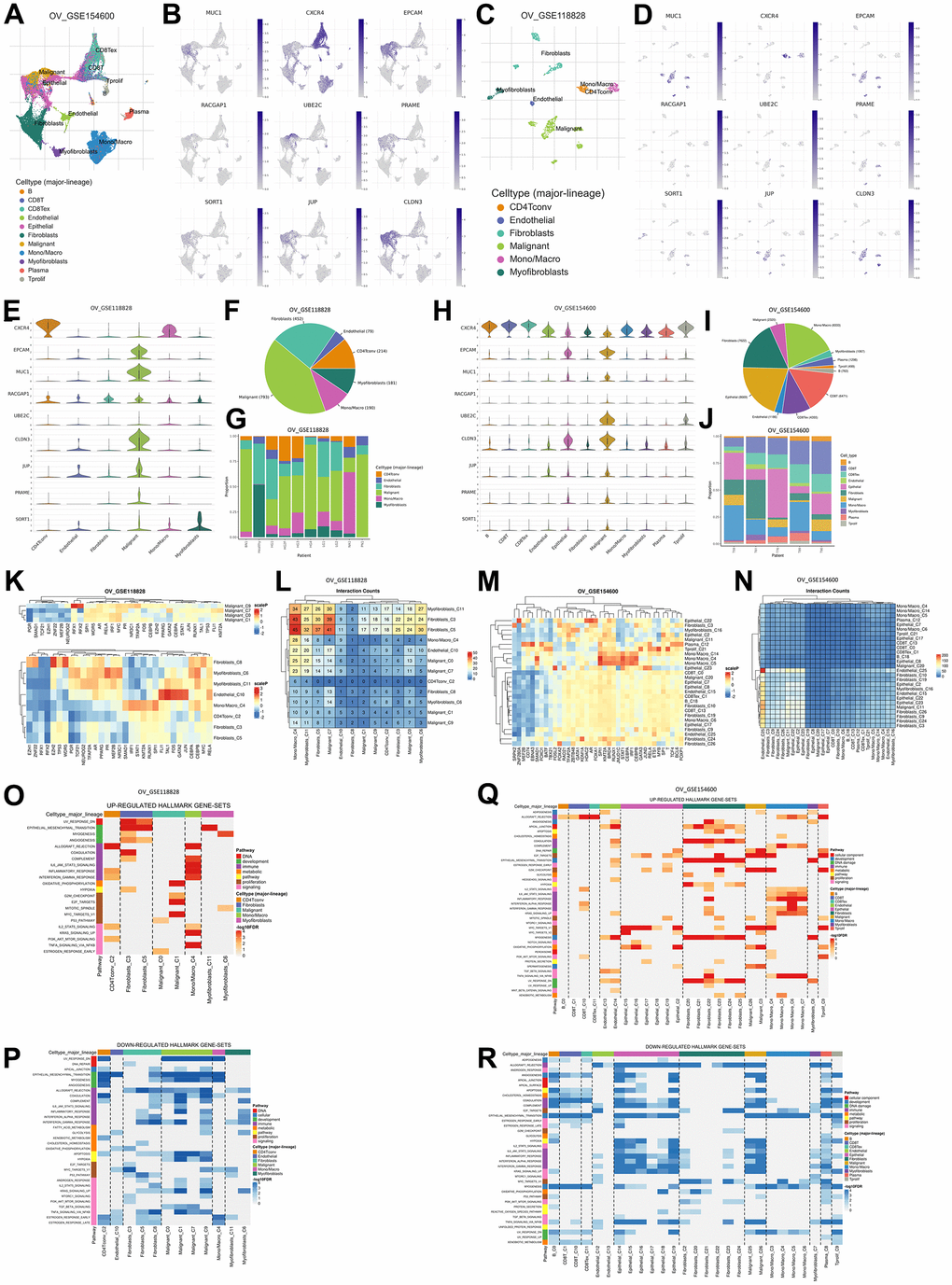 Gene expression levels are based on single-cell RNA sequencing based on a human sample based on the TISCH2 database. (A) Sample from GSE154600 based on 5 non-treatment patients, 42583 cells, analyzed with the 10x genomics platform. (B) UMAP plot of nine TAAr on GSE154600, where EPCAM, MUC1, RACGAP1, CLDN3, and JUP are highly expressed in malignant cell samples. (C) Sample from GSE118828 based on 9 non-treatment patients, 1909 cells, analyzed with the Smart-Seq2 platform. (D) UMAP plot of nine TAAr on GSE118828, where CXCR4, MUC1, EPCAM, UBE2C, CLDN3, JUP, PRAME, and SORT1 are highly expressed in malignant cell samples. (E) Violin diagram of TAAr expression in each sample cell in GSE118828. (F, G) Diversification and comparison of the number of samples analyzed in GSE118828. (H) Violin diagram of TAAr expression in each sample cell on GSE154600. (I, J) Diversification and comparison of the number of samples analyzed on GSE154600. (K) Transcription factor induced by TAAr in GSE118828: the higher the induction, the redder it is. (L) Number of cell-cell interactions in sample GSE118828. (M) Transcription factor induced by TAAr in GSE154600: the higher the induction, the redder it is. (N) Number of cell-cell interactions in the GSE154600 sample. (O, P) The genetical hallmarks that are up-downregulated based on the TAAr gene in GSE118828. (Q, R) The genetical hallmarks that are up-downregulated based on the TAAr gene in GSE154600.