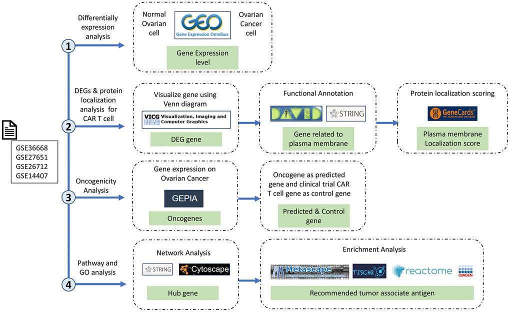 Research stages and workflow. The four research red lines are differential expression analysis, differentially expressed genes (DEGs), protein localization analysis, oncogenicity analysis, and pathway and gene ontology analyses. Therefore, in this study, we carried out multilevel screening to reduce the potential for errors or discrepancies later. What we mean by multilevel screening is first looking at the significance of the expression of a gene in normal and cancer samples from the dataset, then checking the significance of the significant gene again in a different database to ensure that the gene is significantly expressed only in cancer cells.