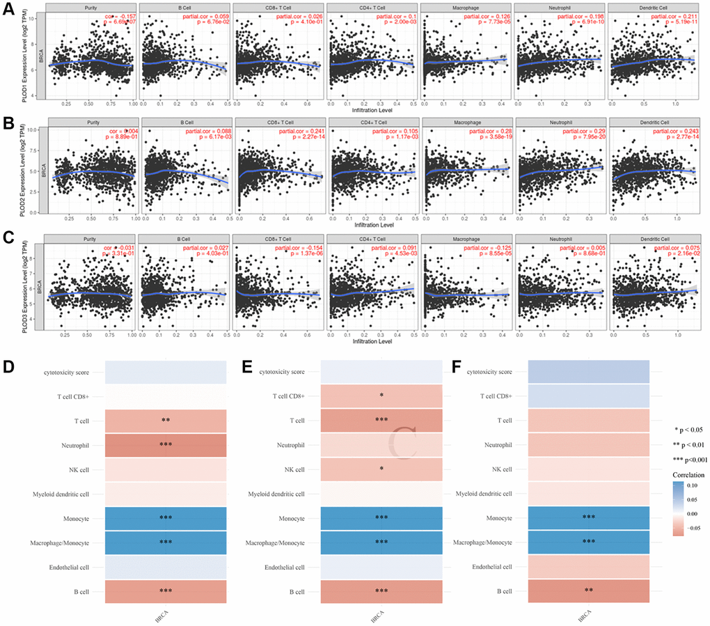 Correlation of PLOD family genes with TIICs in breast cancer. (A) The expression of PLOD1 in TIICs; (B) The expression of PLOD2 in TIICs; (C) The expression of PLOD3 in TIICs; (D) PLOD1 of immune score evaluation; (E) PLOD1 of immune score evaluation; (F) PLOD1 of immune score evaluation. Negative values indicate negative correlations and positive values indicate positive correlations, the deeper the color, the stronger the correlation. *p **p ***p *) stand for significance levels.