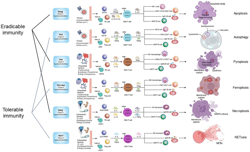 The framework of host immunological pathways and their relation to programmed cell death. Apoptosis is related to host anti-virus eradicable THαβ immunity. Autophagy is related to host anti-virus tolerable TH3 immunity. Pyroptosis is related to host anti-intracellular micro-organism eradicable TH1 immunity. Ferroptosis is related to host anti-intracellular micro-organism tolerable TH1-like immunity. Necroptosis is related to host anti-extracellular micro-organism eradicable TH22 immunity. NETosis is related to host anti-extracellular micro-organism tolerable TH17 immunity.