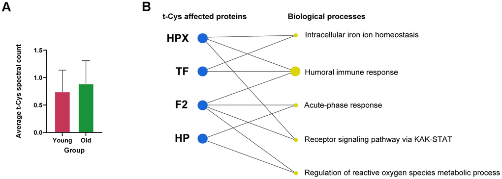 Analysis of the levels of t-Cys residues in the circulating blood plasma platelet proteome of young and old subjects. (A) Average level of t-Cys residues in proteins, categorized by age group. (B) Functional enrichment of differentially expressed peptides featuring t-Cys modification grouped by protein and age. Proteins exhibiting notably greater levels in older individuals as compared to their younger counterparts are depicted as blue dots. The size of the biological process dots corresponds to the differential number of t-Cys proteins incorporated. Significance was established at p