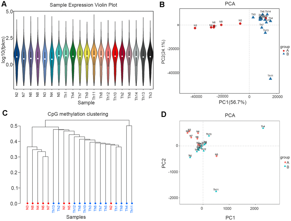 RNA-seq and WGBS data cluster analysis. (A) Sample expression violin plot. White dot represents the median Q2. The black rectangle represents the range from the lower quartile to the upper quartile. (B) Principal Component Analysis. Red dots represent normal. Blue dots represent thalassemia. (C) Principal Component Analysis (WGBS). Red dots represent normal. Blue dots represent thalassemia. (D) CpG methylation clustering. Red represents normal. Blue represents thalassemia.