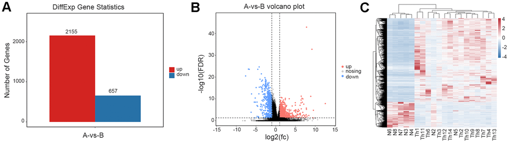 Analysis of differentially expressed genes. (A) The number of differentially expressed genes between normal and thalassemia group. Red represents up expression; Blue represents down expression. (B) The volcano plot shows the differentially expressed genes between normal and thalassemia group. Each dot corresponds to a gene. Red dots represent up expression; Gray dots represent not significant; Blue dots represent down expression. (C) Heatmap of differentially expressed genes in two groups. Red represents high expression; Blue represents low expression.