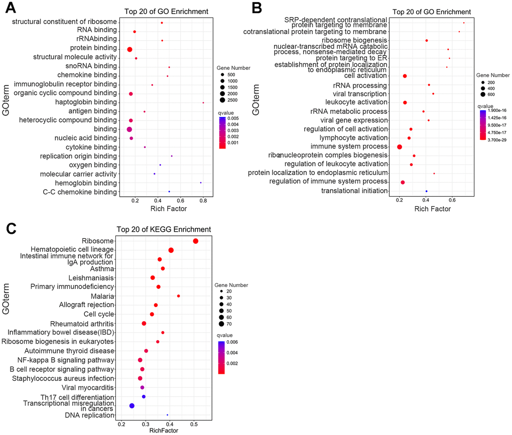 Functional-enrichment analysis of differentially expressed genes by GO and KEGG. The 20 most significantly enriched biological functions using GO (A, B) and KEGG (C) are illustrated in dot plots. Rich factor refers to the proportion of DEGs belonging to a specific term. Node size (gene number) refers to the number of DEGs within each term and node color indicates the level of significance (−log10 p-value).