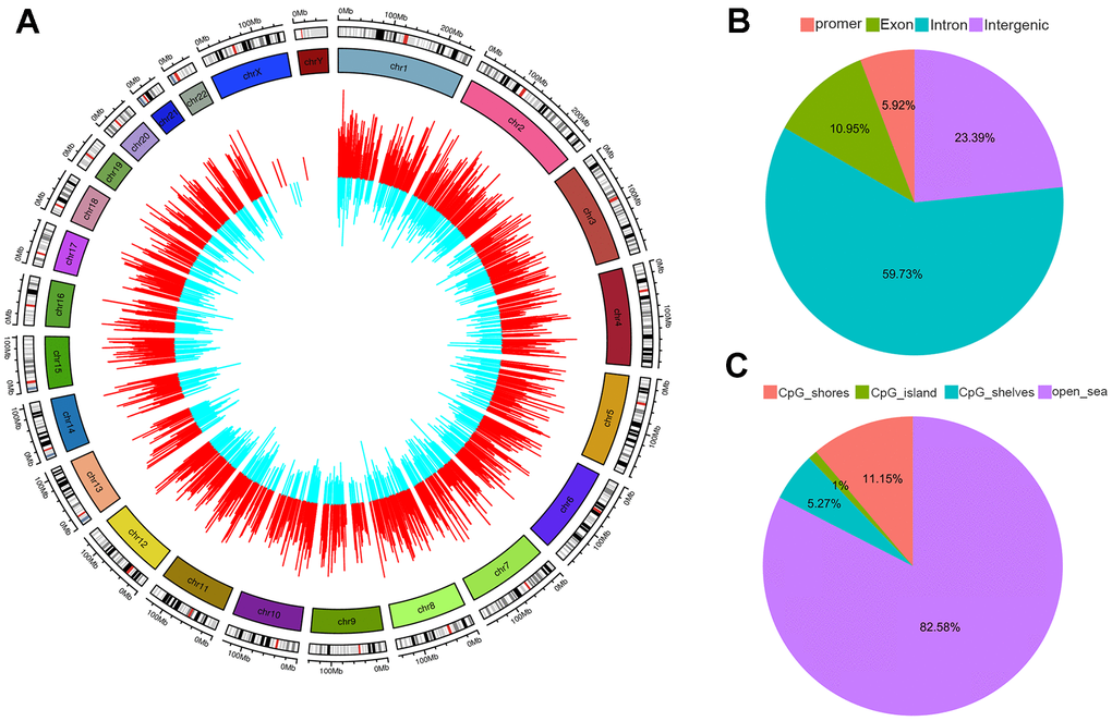 Distribution of differentially methylated CpGs (DMR). (A) Outer circle represents hypermethylated CpGs colored in red. Inner circle represents hypomethylated CpGs colored in blue. The height of each bar indicates the methylation change between thalassemia and normal. The distributions of DMR summarized based on genomic location (B) and relative to CpG islands (CpGi) (C).