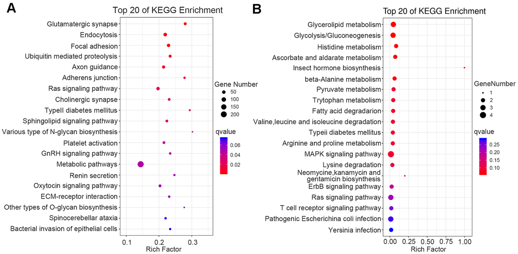 Functional enrichment analysis of DMGs by KEGG. The 20 most significantly enriched biological functions in DMC (A) and DMR (B) using KEGG are illustrated in dot plots. Rich factor refers to the proportion of DMGs belonging to a specific term. Node size (gene number) refers to the number of DMGs within each term and node color indicates the level of significance (−log10 p-value). DMGs mean differentially methylated genes.