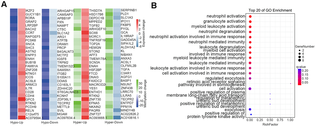 Overlap between DMGs and DEGs. (A) Heatmap of methylation and expression changes of the overlapping DMGs and DEGs. The first column of each group corresponds to the methylation change (Blue: Hypomethylated, Green: Hypermethylated), while the second column represents the gene expression change (Red: Upregulated, Right blue: downregulated). (B) Pathway enrichment analysis of overlapping genes in methylation and mRNA datasets. The 20 most significantly enriched pathways are illustrated in dot plots. Gene ratio refers to the proportion of DEGs belonging to a specific term. Node size (count) refers to the number of DEGs within each term and the color indicates the level of significantly (− log10 P-value). DMGs differentially methylated genes, DEGs differentially expressed genes.
