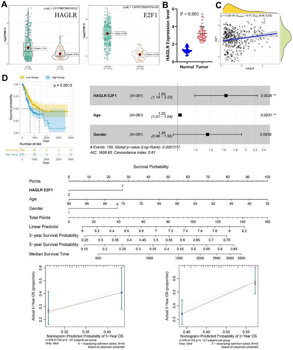 The expression of HAGLR-E2F1 pair in GC tissues and cells and its prognostic value. (A) The expression of HAGLR and E2F1 was higher in GC tissues in the TCGA database. (B) HAGLR was upregulated in clinical GC tissues. (C) Correlations of the expression of HAGLR and E2F1. (D) Survival analysis of HAGLR in the TCGA database.