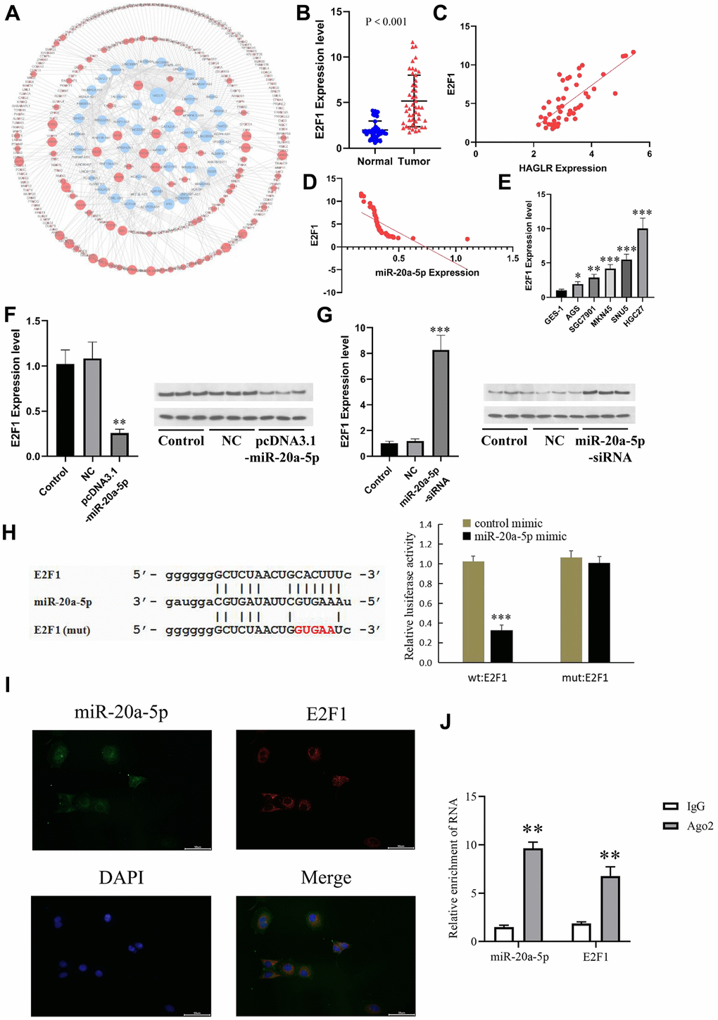 E2F1 is the downstream gene of miR-20a-5p. (A) The downstream targets of miR-20a-5p predicted by the miRDB and TargetScan databases. (B) The expression of E2F1 in GC tissues. (C) Correlations of the expression of HAGLR and E2F1. (D) Correlations of the expression of E2F1and miR-20a-5p. (E) The expression of miR-20a-5p in different cell lines. (F) The influence of miR-20a-5p overexpression on E2F1 mRNA and protein. (G) The influence of miR-20a-5p knockdown on E2F1 mRNA and protein. (H) Dual luciferase assay showed that miR-20a-5p downregulated E2F1. (I) Fluorescence in situ hybridization results. (J) Diagram of RIP experimental results. (*P 