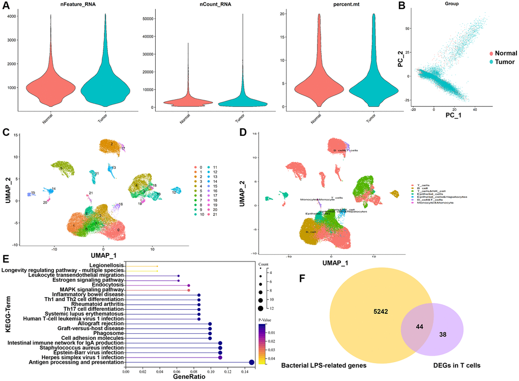 TALRGs identification from scRNA-seq data and CTD. (A) The quality control of scRNA-seq data. (B) The dimensionality of tumor cells and normal cells was reduced by PCA. (C) UMAP distribution of the 22 cell clusters. (D) The cell clusters were annotated into 6 main cell types. (E) KEGG analysis of DEGs in T cells. (F) The Venn diagram of DEGs in T cells and LPS-related genes.