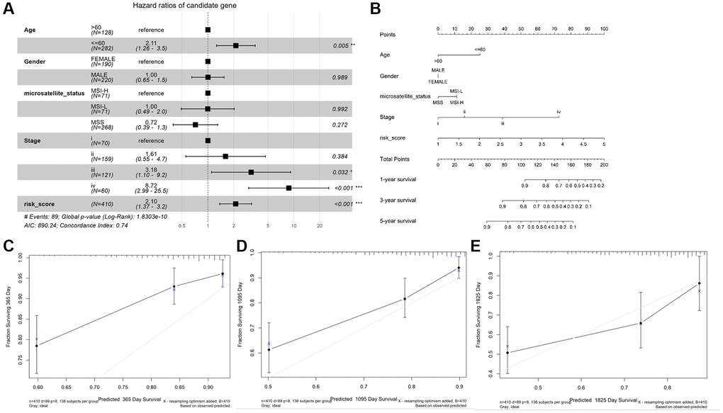 Construction and validation of a nomogram. (A) The forest map demonstrated the association between risk score, clinical characteristics, and OS. (B) Nomogram based on risk score and clinical characteristics in predicting 1-, 3-, and 5-years OS. Calibration curves were used to predict the probability of 1-year (C), 3-year (D), and 5-year (E) OS.