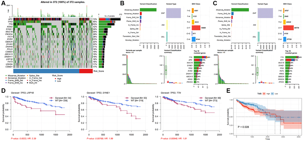 Analysis of mutation characteristics of TALRGs signature. (A) The mutation profiles of CRC patients. (B) The summary information of high-risk patients’ mutation profiles. (C) The summary information of low-risk patients’ mutation profiles. (D) Kaplan–Meier analysis of the two genes mutation status. (E) CRC patients with higher TMB values had poor OS.