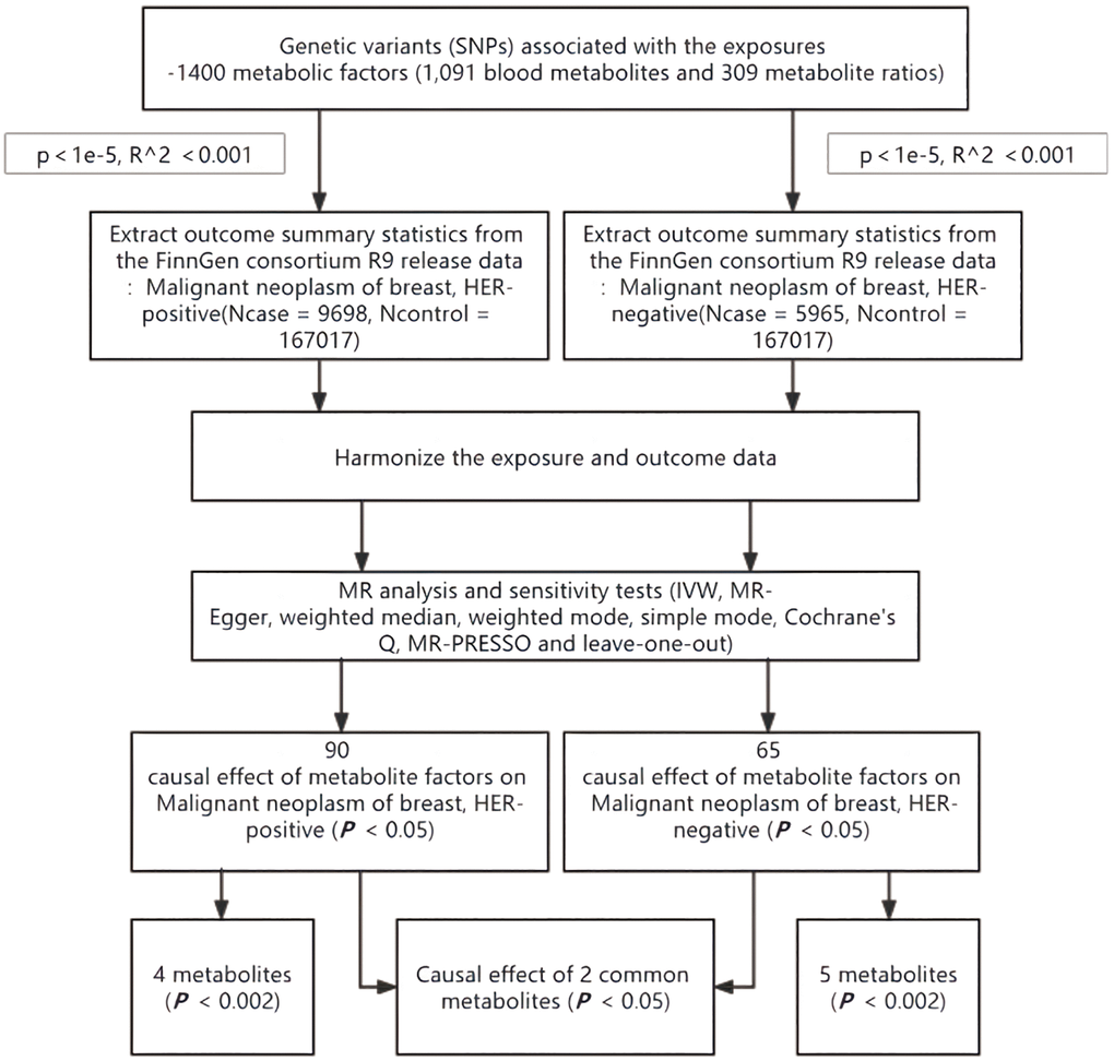 Flow chart for study. Abbreviations: MR: mendelian randomization; IVW: inverse-variance weighted; MR-PRESSO: MR pleiotropy residual sum and outlier.