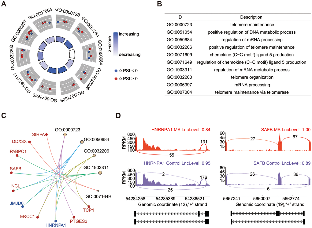 Analysis of SE events. (A, B) GO enrichment analysis of genes associated with SE events. (C) Cnetplot illustrating genes within enriched GO terms. HNRNPA1, highlighted in blue, exhibited decreased PSI levels, while SAFB, highlighted in red, demonstrated increased PSI levels. (D) Detailed sashimi plots depicting the splicing patterns of HNRNPA1 and SAFB. The red and purple colors denote the MS and control groups, respectively.
