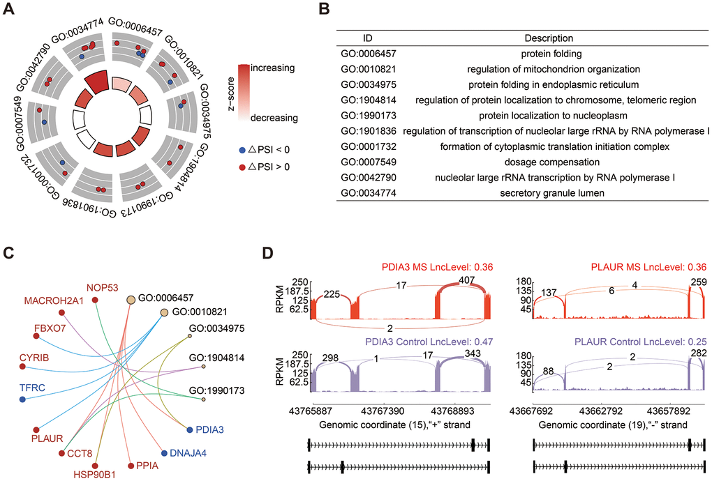 Analysis of MXE events. (A, B) GO enrichment analysis of genes involved in MXE events. (C) Cnetplot of genes in enriched GO terms. The PSI of PDIA3 was decreased and colored in blue, in contrast, PLAUR was colored in red. (D) Sashimi plots provided a detailed depiction of the alterations in transcripts of PDIA3 and PLAUR.