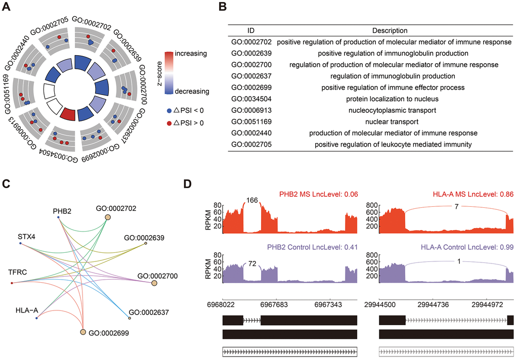Analysis of RI events. (A, B) GO enrichment analysis of genes in RI events. (C) Cnetplot of genes involved in RI events. The decreased and increased PSI values were colored in blue and red, respectively. (D) Sashimi plots showed the detailed distribution of PHB2 and HLA-A transcripts.