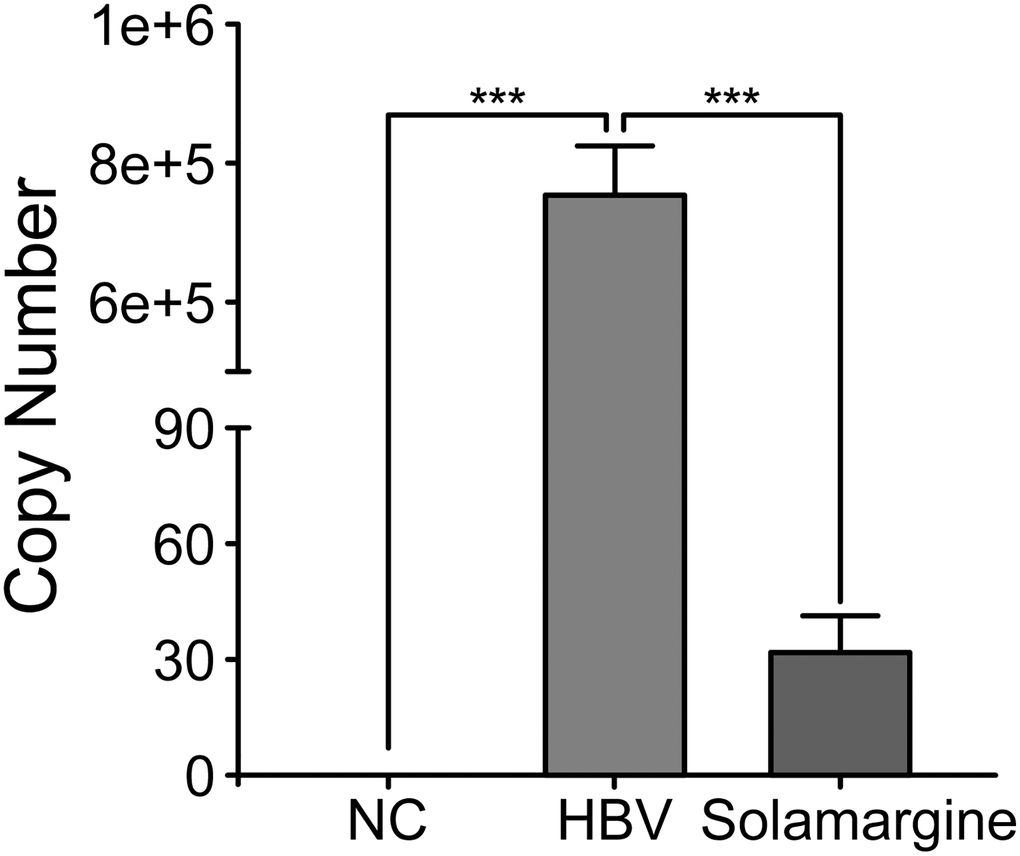 Effect of Solamargine on the relative expression of HBV DNA in cell supernatants. HBV plasmid was transfected into Huh7 cells, and 2 d later Solamargine (5 μM) was added into the cells. Samples were collected after 1 d culture and HBV DNA copy number of supernatant was detected by PCR. All assays were performed in triplicate and results are presented as means ± SD. ***P t-test.