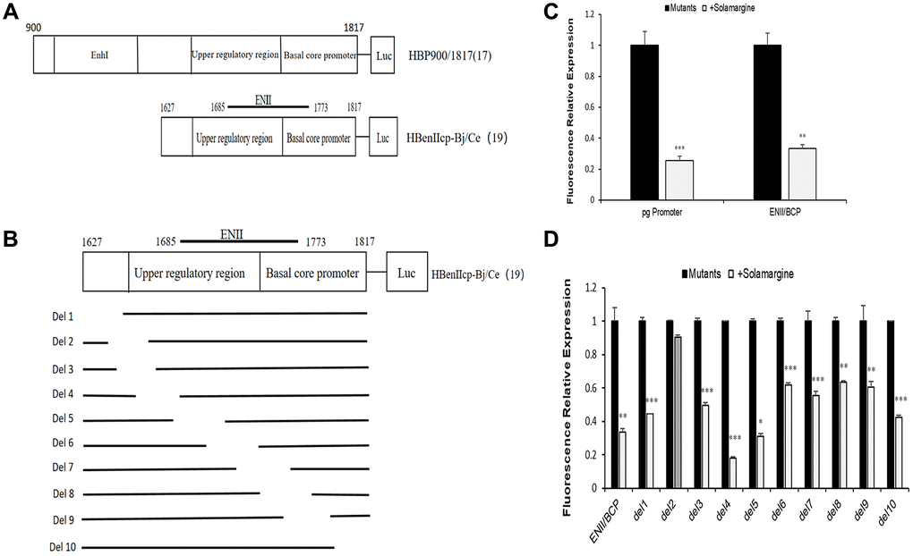 Effects of Solamargine on fluorescence relative expression of HBV core promoter and its series of mutants. (A) Construction of HBV pgpromoter and ENII/BCP fluorescence reporter vector plasmid by PCR; (B) Construct plasmid of ENII/BCP and its series of gene deletion mutants pGL4.74-HBenIIcp-Ce-del1 to pGL4.74-HBenIIcp-Ce-del10 by PCR; (C, D) Each mutant plasmid was transfected into Huh7 cells, and after 2 d Solamargine (5 μM) was added, and the samples were collected after 1 d culture. HBV pgpromoter and ENII/BCP fluorescence relative expression were detected by sea kidney luciferase assay (C). The fluorescence relative expression levels of ENII/BCP and its gene deletion mutants were also detected (D). The relative expression level of fluorescence in control group was 1. The results are means±SD of 3 independent experiments. Statistical differences compared with the control are shown. *p **p ***p t-test.