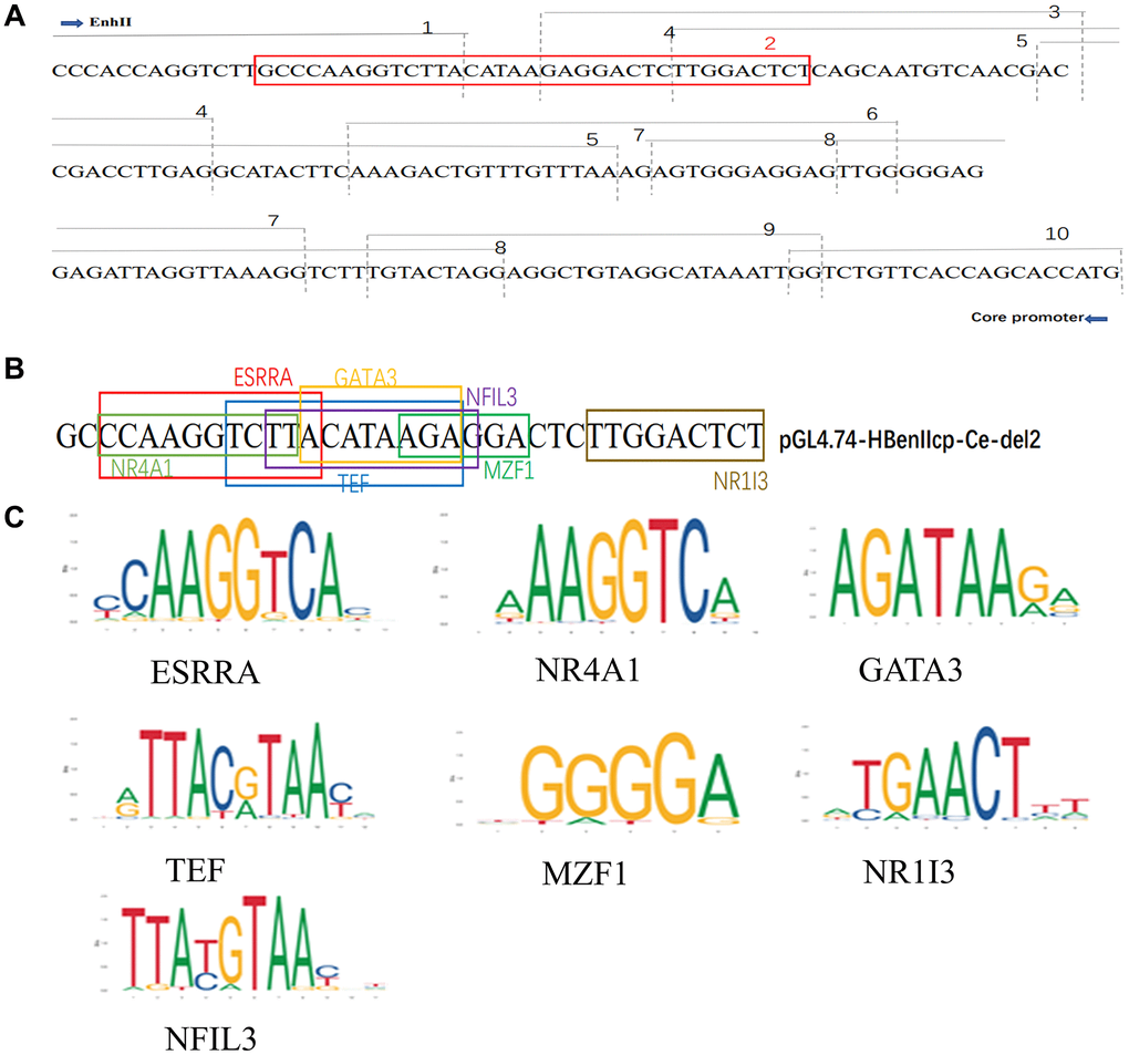Solamargine regulates HBV replication by targeting PGL4.74-HBenIIcp-Ce-Del2 related transcription factors. (A) ENII/BCP and a series of deletion mutants from pGL4.74-HBenIIcp-Ce-del1 to pGL4.74-HBenIIcp-Ce-del10 gene sequence. (B) The deletion of HBenIIcp-Ce-del1 to pGL4.74-HBenIIcp-Ce-del10 gene sequence. (C) The deletion of pGL4.74-HBenIIcp-Ce-del2 DNA sequence and the presence of interacting transcription-related proteins in the sequence.