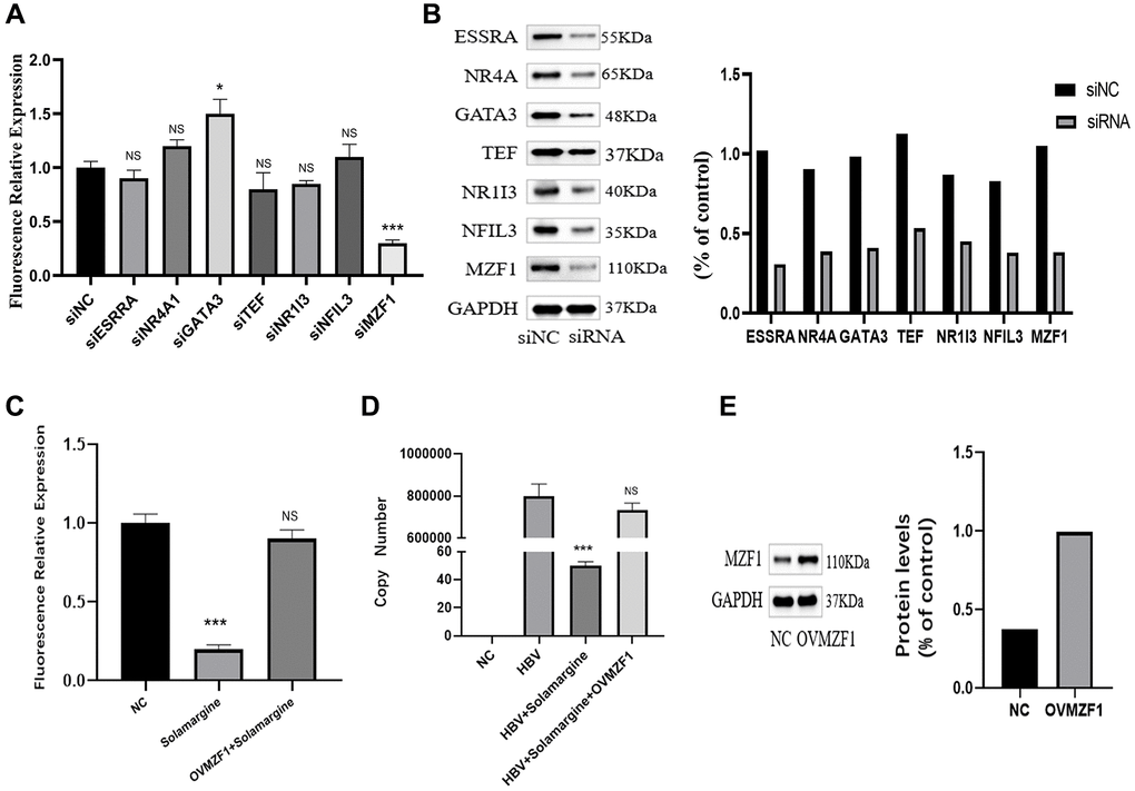 Solamargine interacts with transcription factor MZF1 to inhibit the activity of pgpromoter and the replication of hepatitis B virus. (A) HBV pgpromoter luciferase assay vector was transfected into Huh7 cells. 2 d later, siRNA of potential banding sites was also transfected, the luciferase relative expression in every group was detected. (B) Protein levels of banding sites in Huh7 cells. GAPDH was used to normalize protein levels. (C) HBV pgpromoter luciferase assay vector was transfected into Huh7 cells for 2d, then one group was added Solamargine 5 μM, the other group overexpressed MZF1 simultaneously and the luciferase relative expression was detected. (D) HBV plasmid was transfected into Huh7 cells, 2 d later Solamargine was added into the cells, the other group overexpressed MZF1 simultaneously. Samples were collected after 1 d culture, and the HBV DNA copy number of supernatant was detected by PCR. (E) MZF1 level in Huh7 cells. GAPDH was used to normalize protein levels. All assays were performed in triplicate and results are presented as means ± SD. *p **P ***P t-test.
