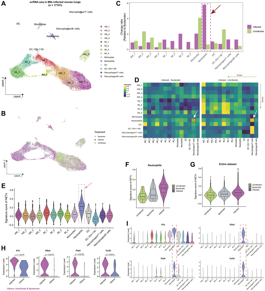 Interplay of cell types and neutrophil extracellular traps (NETs) in the single-cell landscape of Mtb infected mouse lung tissue. (A) Uniform Manifold Approximation and Projection (UMAP) showing the single-cell atlas of Mtb-infected mouse lung tissue [21]. Each point represents an individual cell, with distinct cell types marked by color codes. (B) UMAP showing the cell distribution based on uninfected, infected, and bystander statuses in mice. (C) Bar plot showing the change ratio of cell type fractions related to bystander mice. Notably, neutrophils exhibit the highest changes compared to uninfected mice and other cell types. (D) Heatmap showcasing ligand-receptor interactions within the mouse lung microenvironment. Greater inclination towards yellow indicates higher interactions among different cell types in the Infected group compared to bystander or uninfected status. (E) Violin plot coupled with a boxplot, revealing the signature scores of a gene set composed of neutrophil extracellular trap-related genes (NETs) in various cell types. (F, G) Violin plots showing the signature scores of NETs in Neutrophils (F) and the entire single-cell dataset (G) across different Mtb-infected statuses. (H) Violin plot showing the expression levels of Il1b, G0s2, Ptafr, and Csf3r between infected and Others (i.e., bystander and uninfected) statuses. P-values were obtained by t-test. (I) Violin plots showing the expression levels of Il1b, G0s2, Ptafr, and Csf3r across different cell types.