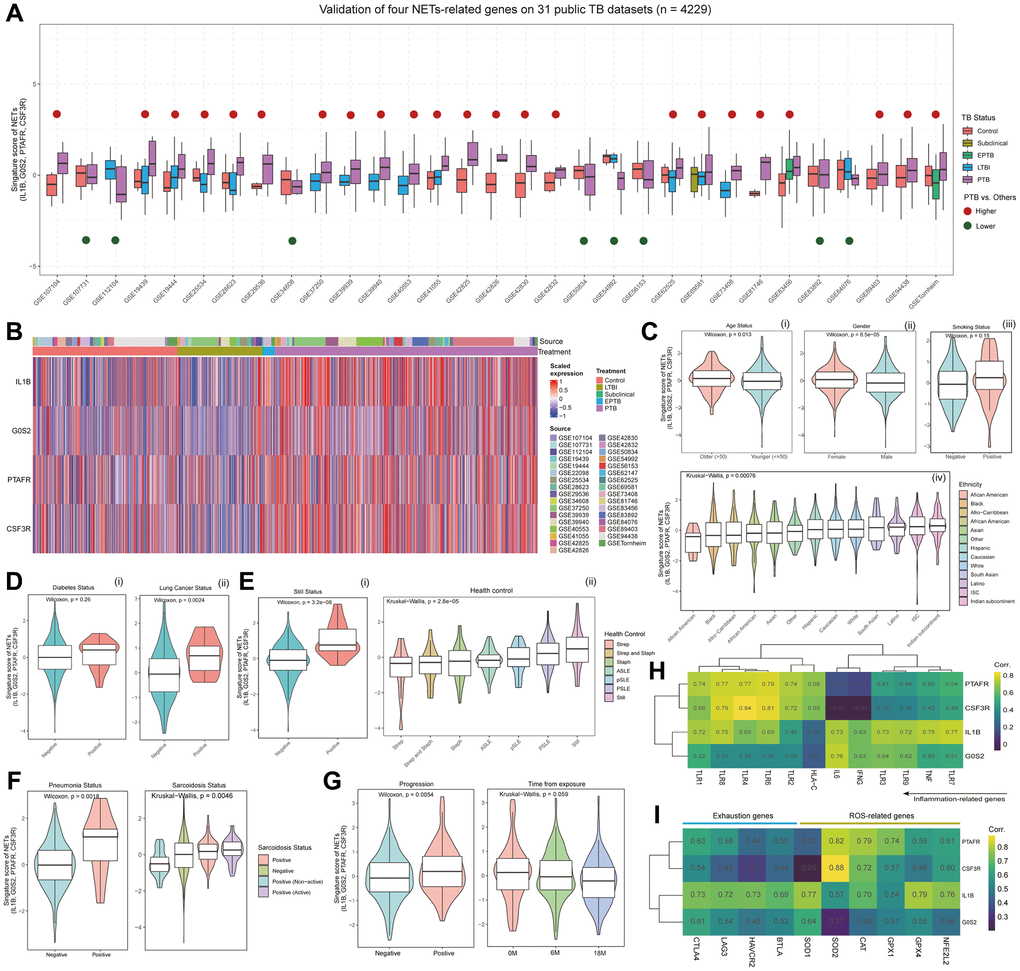 Multi-faceted analysis of NETs signature scores and gene expression patterns in TB patients. (A) Boxplot showing the distribution of signature scores for NETs, composed of IL1B, G0S2, PTAFR, and CSF3R, across different statuses in 31 publicly available TB datasets (with a total of 4209 samples). Red points above the box indicate that the scores in pulmonary tuberculosis (PTB) are higher than in other statuses, while green points below the box suggest lower scores in PTB compared to other statuses. (B) Heatmap depicting the expression levels of IL1B, G0S2, PTAFR, and CSF3R in patients from 31 TB datasets. Column annotations under “Source” represent the dataset to which the sample belongs, while column annotations under “Treatment” indicate the clinical status of the patients. (C) Violin plots showing the distribution of signature scores based on demographic features, including age status (i), gender (ii), smoking status (iii), and ethnicity status (iv). P-values were determined using the Wilcoxon or Kruskal-Wallis tests. (D) Violin plots showing the distribution of signature scores in TB patients with complications, including diabetes (i), and lung cancer (ii). P-values were obtained through the Wilcoxon test. (E) Violin plots showing the distribution of signature scores in TB patients with bacterial infection (i, ii) or autoimmune disease (ii). P-values were obtained through the Wilcoxon test or Kruskal-Wallis test. (F) Violin plots showing the distribution of signature scores in different health states of patients with pneumonia and sarcoidosis. P-values were determined using the Wilcoxon test or Kruskal-Wallis test. (G) Violin plots showing the distribution of signature scores at different stages of TB progression. P-values were obtained through the Wilcoxon test or Kruskal-Wallis test. (H) Heatmap presenting the co-expression relationships between the gene expression of IL1B, G0S2, PTAFR, and CSF3R, and inflammation-related genes. (I) Heatmap showing the co-expression relationships between the gene expression of IL1B, G0S2, PTAFR, and CSF3R, and genes associated with T cell exhaustion and reactive oxygen species (ROS) pathway.