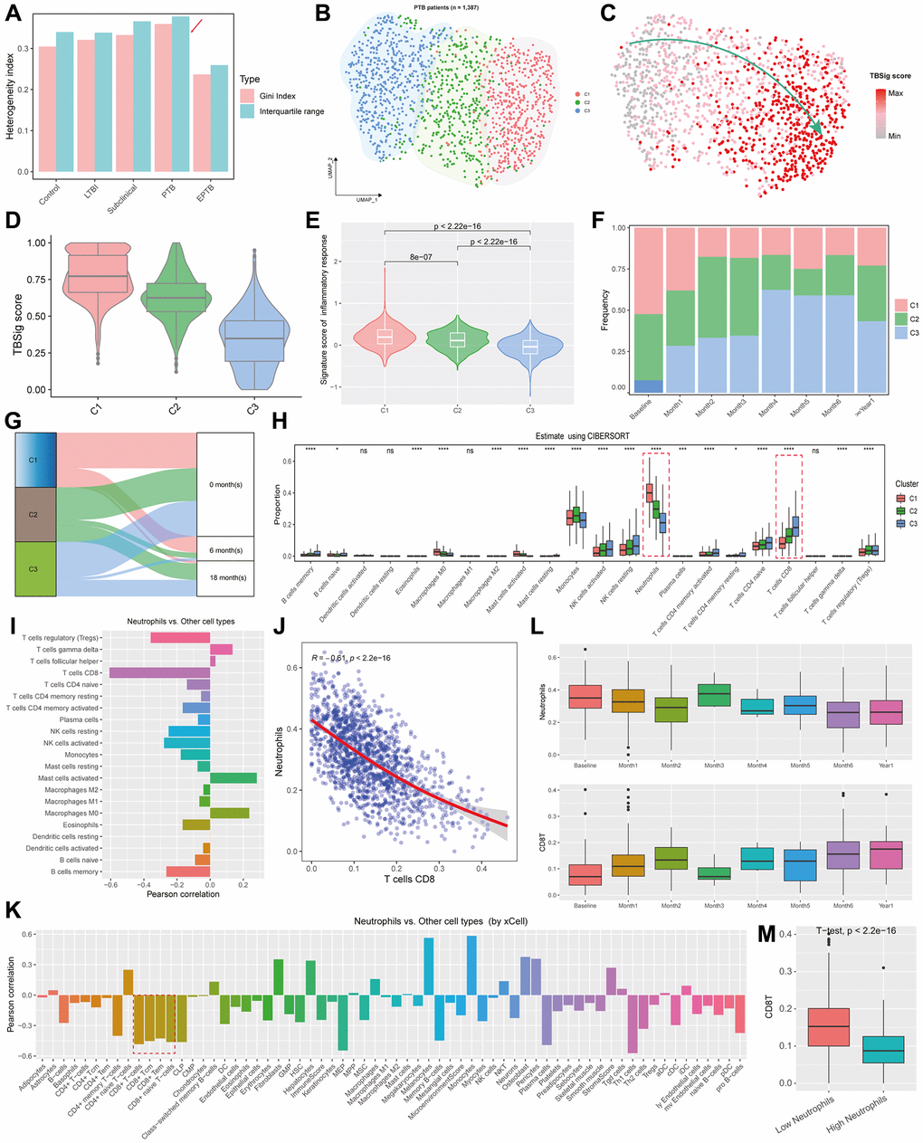 Exploration of inferred PTB subtypes based on NETs-related genes. (A) Bar plots showing the heterogeneity indexes of the diagnostic types of TB patients based on Gini index and Interquartile range. (B) UMAP showing the distribution of different PTB subtypes, with each point representing an individual sample, and distinct colors indicating PTB categories. (C) Projection of TBSig scores for PTB patients onto UMAP. Each dot represents an individual PTB patient. (D) Violin plots combined with box plots showing the distribution of TBSig scores within different PTB subtypes. (E) Violin plots showing the activity scores of inflammation-related gene sets across different subtypes, with p-values obtained from t-tests. (F) Proportions of different PTB subtypes at various time stages relative to the occurrence of TB. (G) Sankey diagram showing the mapping relationships between different PTB subtypes and stages of PTB outbreaks. (H) Box plots showing the proportions of distinct cell types infiltrating various PTB subtypes, as estimated by CIBERSORT. nsp > 0.05; *p **p ***p ****p I) Bar plot showing the Pearson correlations between Neutrophils with other immune cell types. (J) Scatter plot with a fitted line showing the association between Neutrophils and CD8+ T cells. Each dot represents an individual PTB patient. “R” indicates the Pearson correlation, and the p-value is obtained by t-test. (K) Bar plot showing the Pearson correlations between Neutrophils and other cell types, as estimated by xCell. (L) Box plots showing the distribution of Neutrophils and CD8+ T cells at different time stages relative to the onset of PTB outbreak. (M) Box plot showing the difference of CD8+ T cell fractions between low and high Neutrophil infiltration. P-value was obtained by t-test.