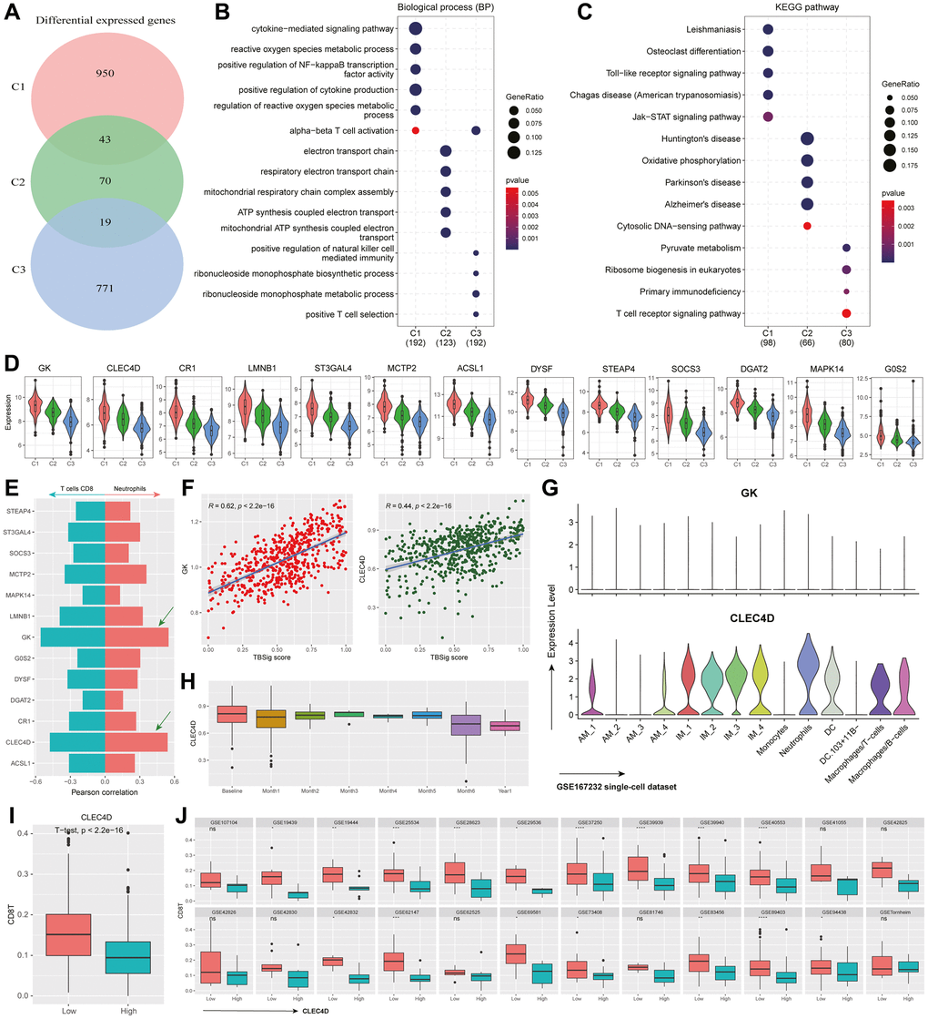 Functional characteristics and dynamic gene expression patterns in PTB subtypes. (A) Venn diagram showing the overlap of differentially expressed genes among different PTB subtypes. (B, C) The most significant 100 genes expressed in different PTB subtypes enrich in biological processes (B) and KEGG pathways (C). (D) Violin plot showing the distribution of differentially expressed genes in C1 that have a correlation with TBSig greater than 0.4 across different PTB subtypes. (E) Bar plot showing the correlation between gene expression and the abundance of CD8+ T cells and Neutrophils (estimated by CIBERSORT). The right side corresponds to Neutrophils, while the left side corresponds to CD8+ T cells. (F) Scatter plot showing the association between the expression of GK and CLEC4D genes and TBSig score. Each point represents an individual PTB patient, and the blue line is the fitted linear regression line, with “R” indicating the Pearson correlation coefficient. (G) Violin plot showing the expression of GK and CLEC4D in different cell types in a mouse single-cell dataset (GSE167232) [21]. (H) Box plot shows the dynamic changes in CLEC4D expression over different time points of PTB occurrence. (I) Box plot displays the difference in CD8+ T cells abundance between the high CLEC4D expression group and the control group in all PTB datasets. The p-value is obtained from a t-test. (J) Box plot illustrates the difference in CD8+ T cells abundance between the high CLEC4D expression group and the low group in different TB datasets. The p-values were obtained from a t-test.