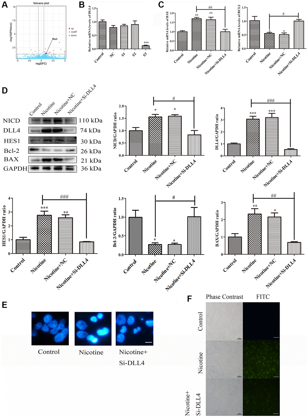 Nicotine activates apoptosis through the DLL4/Notch signalling pathway. (A) Volcano map depicting DLL4 expression. (B) Representative qPCR results illustrating the downregulation of DLL4 upon siRNA-mediated DLL4 knockdown. (C) qPCR analysis of the impact of DLL4 knockdown on apoptosis-related genes. (D) WB analysis showing the effects of DLL4 knockdown on apoptosis and Notch signalling pathway-related proteins. (E) Hoechst staining of THP-1 macrophages (bright blue represents the apoptotic cell nucleus) (scale bar: 50 μm). (F) TUNEL assay to assess apoptosis-positive THP-1 macrophages (green fluorescence indicates apoptotic cells) (scale bar: 50 μm). (n = 3. The data are presented as the mean ± SD. *P **P ***P #P ##P ###P 