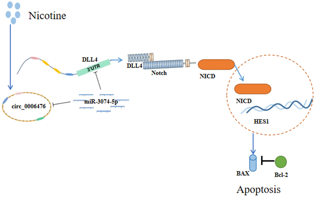 Schematic representation of the effects of nicotine on THP-1 macrophages. Nicotine exposure upregulates circ