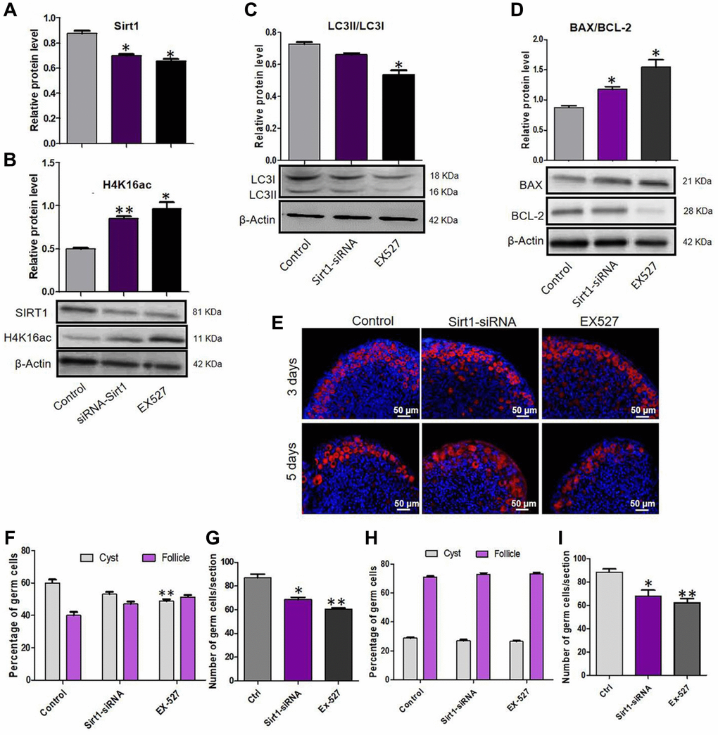 Sirt1 inhibition depressed autophagy and caused an over loss of germ cells. (A) Level of SIRT1 protein in control, EX527 and Sirt1 RNAi treatment for 2 days ovaries. (B) Level of H4K16ac protein in control, EX527 and Sirt1 RNAi treatment for 2 days ovaries. (C) WB analysis of LC3II/LC3I in control, EX527 and Sirt1 RNAi treated ovaries (6 h). (D) WB analysis of BAX/BCL-2 in control, EX527 and Sirt1 RNAi treated ovaries for 3 days. (E) IF staining for MVH (red) of control, EX527 and Sirt1 RNAi treated mouse ovaries for 3 days and 5 days. (F) Percentage of germ cells in cysts and follicles in the three groups after 3 days treatment. (G) Average number of survived oocytes in the three groups after 3 days treatment. (H) Percentage of germ cells in cysts and follicles in the three groups after 5 days treatment. (I) Average number of survived oocytes in the three groups after 5 days treatment. The results are presented as mean ± SD. *P **P 