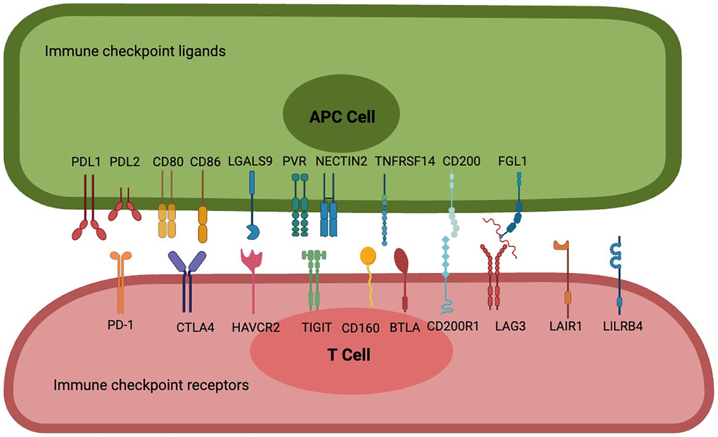 Pan-cancer analysis of immune checkpoint receptors and ligands in various cells in the tumor immune microenvironment | Aging Pan-cancer analysis of immune checkpoint receptors and ligands in various cells in the tumor immune microenvironment | Aging