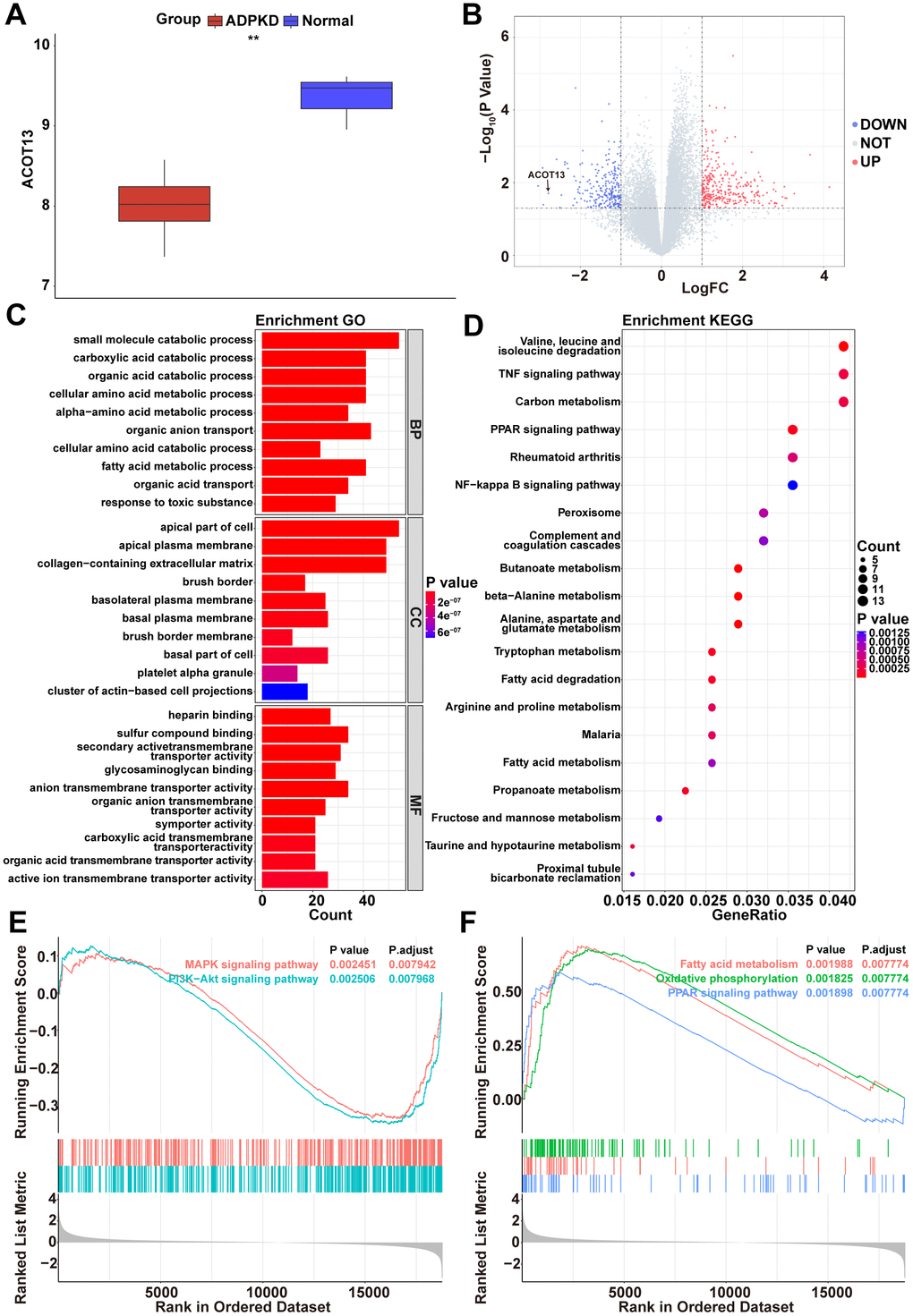 ACOT13 was reduced in renal cystic tissues. (A) The box plot showed the ACOT13 level in normal and ADPKD tissues in the GSE7869 dataset. (B) The volcano plot displayed DEGs between H- and L-ACOT13 groups. Blue color represents downregulated genes; red color indicates upregulated genes. (C) GO analysis including top 10 BP, top 10 CC and top 10 MF terms. (D) Top 20 KEGG pathways. (E) Enrichment of genes in the MAPK signaling pathway and PI3K-AKT signaling pathway by GSEA. (F) Enrichment of genes in the fatty acid metabolism, oxidative phosphorylation and PPAR signaling pathway by GSEA.